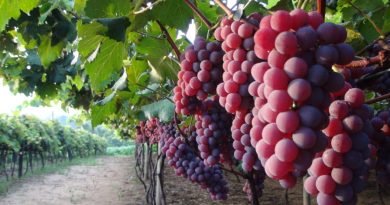 Uva em Jundiaí (SP) tem registro de Indicação Geográfica
