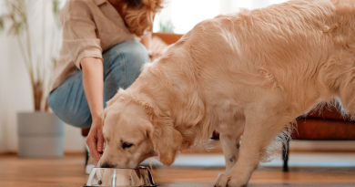 Como manter o alimento do pet sempre fresco?