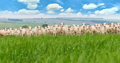 Produtores de gado comemoram aumento da produção em 2022