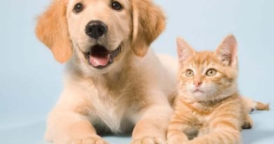 Mercado pet friendly conquista o setor turístico