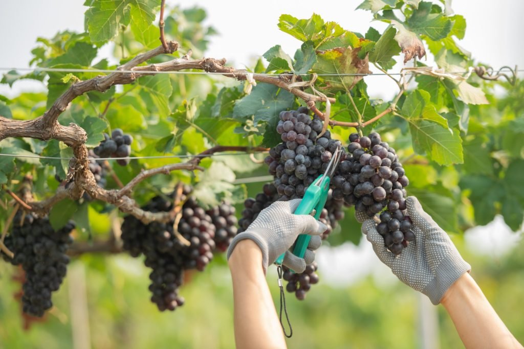 Vinícolas argentinas têm pior colheita em 30 anos