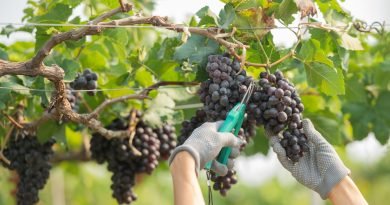 Vinícolas argentinas têm pior colheita em 30 anos