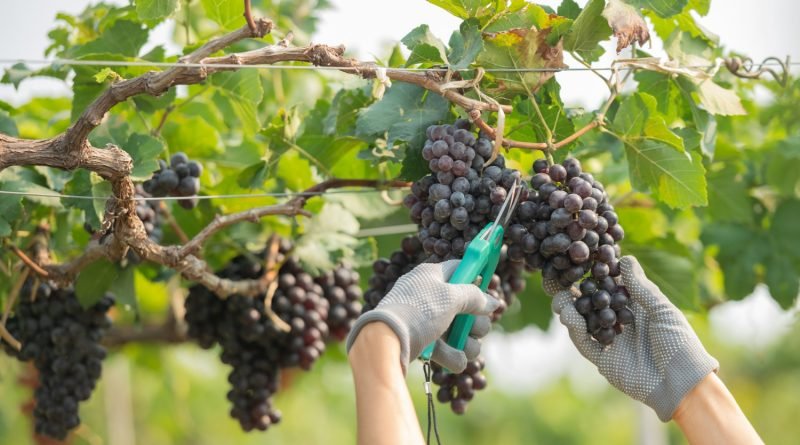 Vinícolas argentinas têm pior colheita em 30 anos