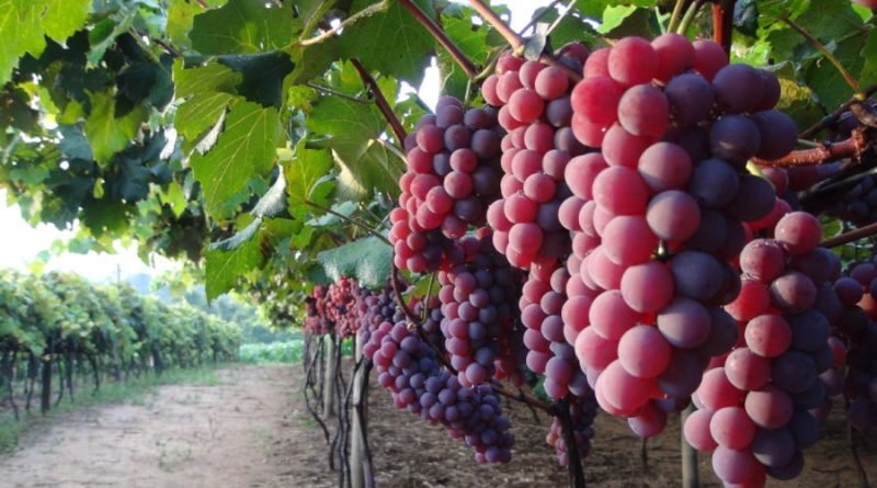 Festa da Uva tem muitas opções gastronômicas à base da fruta