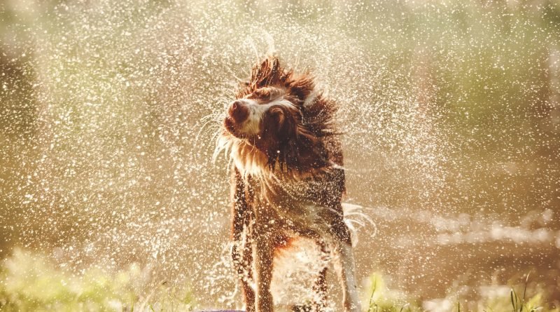 Hidratação e alimentação úmida são opções para amenizar o calor dos pets