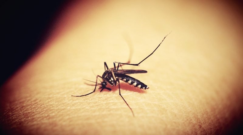 Aumenta preocupação com quadros graves de dengue no Brasil