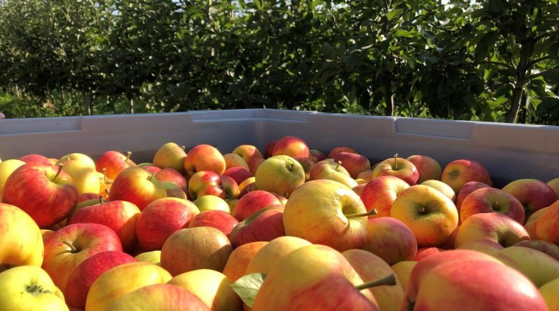 Interfel e a União Europeia estimulam consumo de maçãs