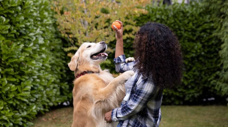 Alimentação é essencial no envelhecimento e cuidado da saúde renal dos pets