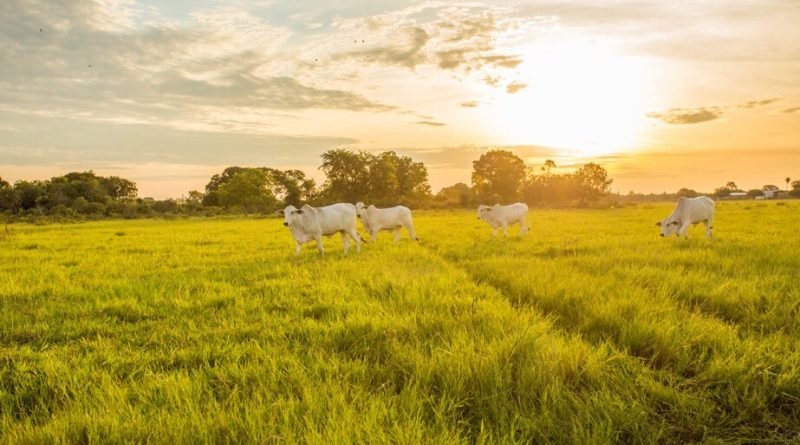 Real H CMR lança ferramentas de pecuária regenerativa