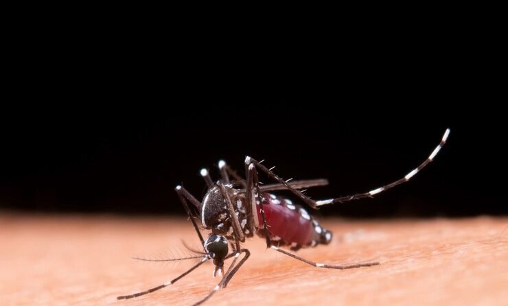 Epidemia de dengue se alastra no Rio de Janeiro