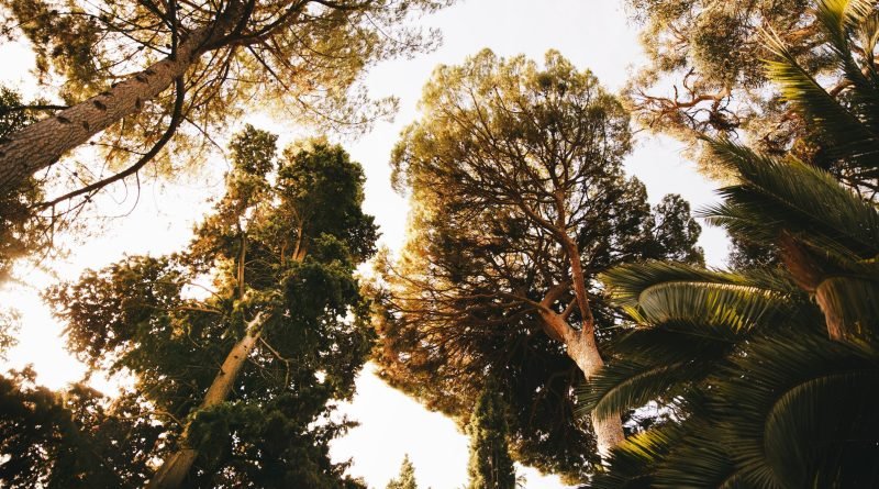 Florestas absorvem 30% das emissões de dióxido de carbono