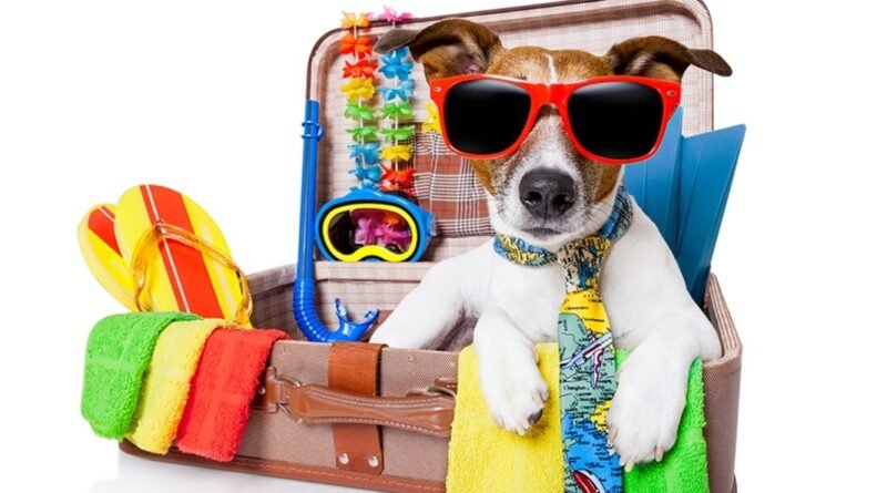 Incluir os animais de estimação na viagem requer planejamento