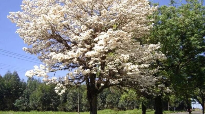 Dia da Árvore visa conscientizar sobre a importância da preservação ambiental