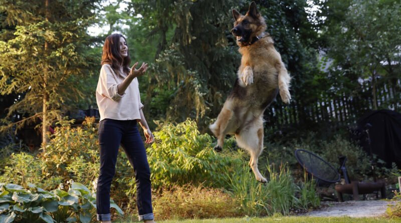 Obesidade compromete as articulações dos cães