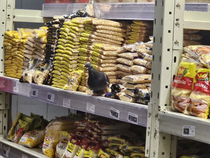 Vídeo: Clientes flagram pombo comendo milho em supermercado de Manaus