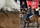 Revoltante: Cavalos morrem intoxicados no Haras Nilton Lins