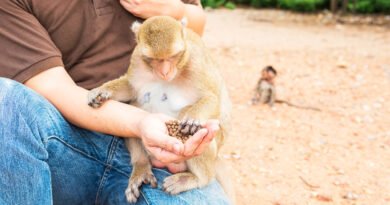 Foz ganha novo espaço de conexão com a natureza e animais