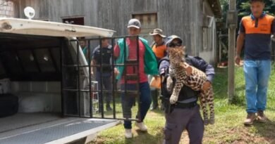 Filhote de onça-pintada criada como pet é resgatado no Amazonas