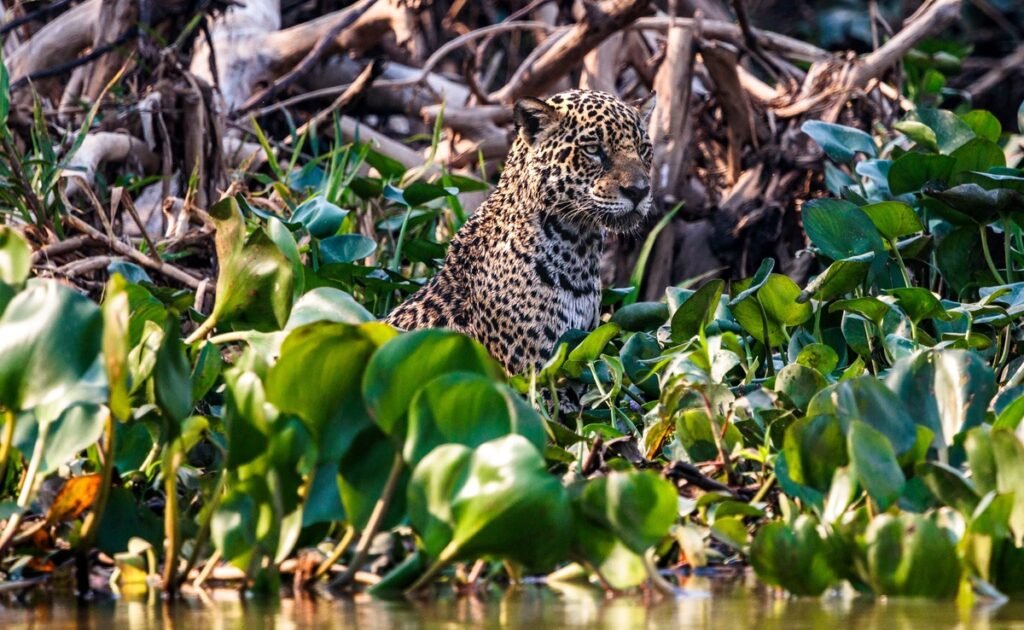 Felipe Cuoco expõe "O Chamado do Pantanal" em São Paulo