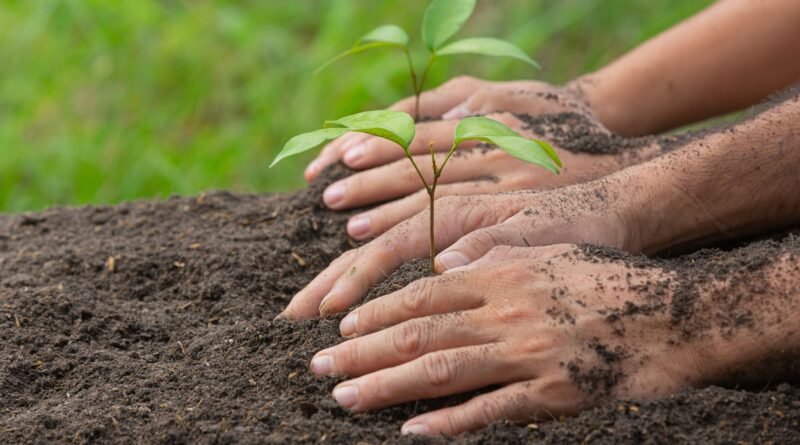 Promessas climáticas podem exigir 1 bilhão de hectares
