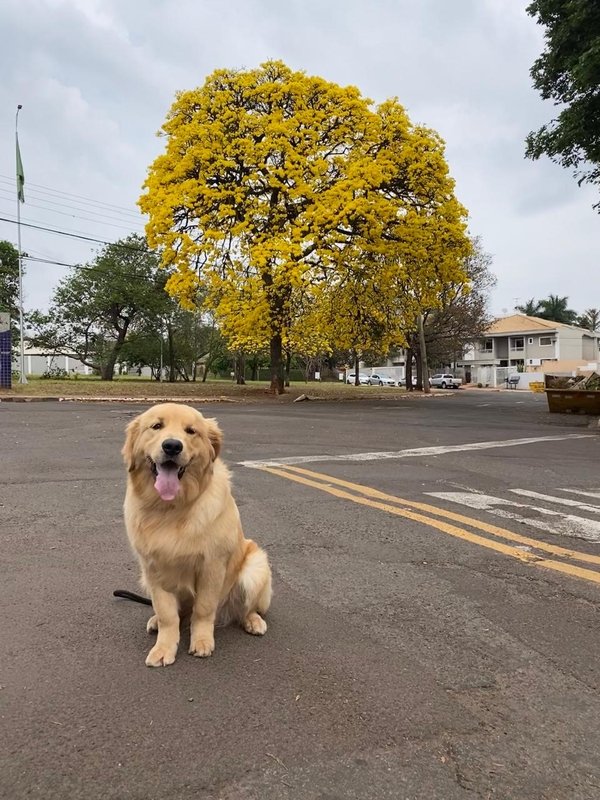 Homeopatia mostra eficácia contra câncer em pets