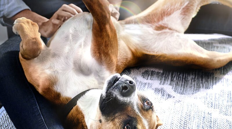 Hill's reforça importância das fibras na saúde intestinal e bem-estar de pets