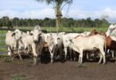 Amazonas conquista certificação internacional e entra na elite global da exportação de carne bovina