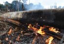 Ministério Público coordena ofensiva unificada para combater desmatamento e incêndios florestais