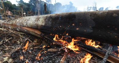 Ministério Público coordena ofensiva unificada para combater desmatamento e incêndios florestais