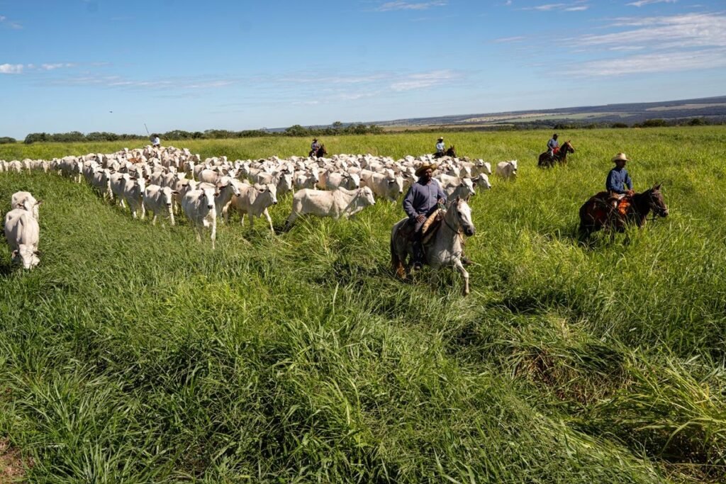 Grupo Bom Jesus avança com integração lavoura-pecuária