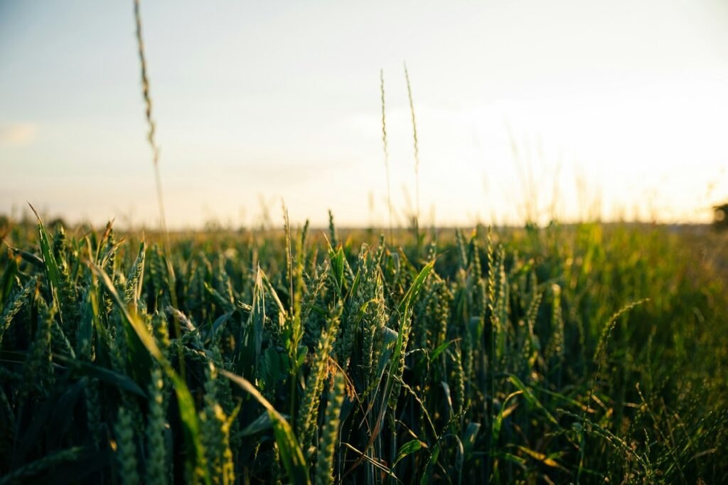 Tecnologia inova o campo e agronegócio em 2025
