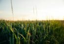 Tecnologia inova o campo e agronegócio em 2025