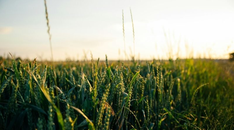 Tecnologia inova o campo e agronegócio em 2025