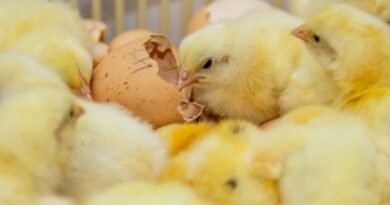 Biosseguridade na indústria garante consumo de frango seguro