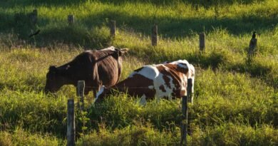 Fazenda no DF investe na produção de leite A2A2 orgânico