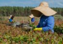 Eucatex integra lista de líderes globais em sustentabilidade