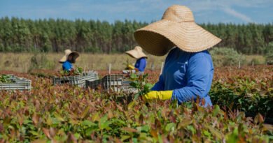 Eucatex integra lista de líderes globais em sustentabilidade