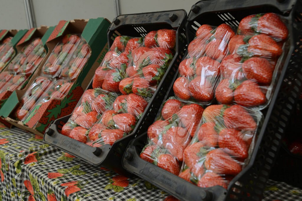 Atibaia é destaque pela produção de qualidade dos morangos