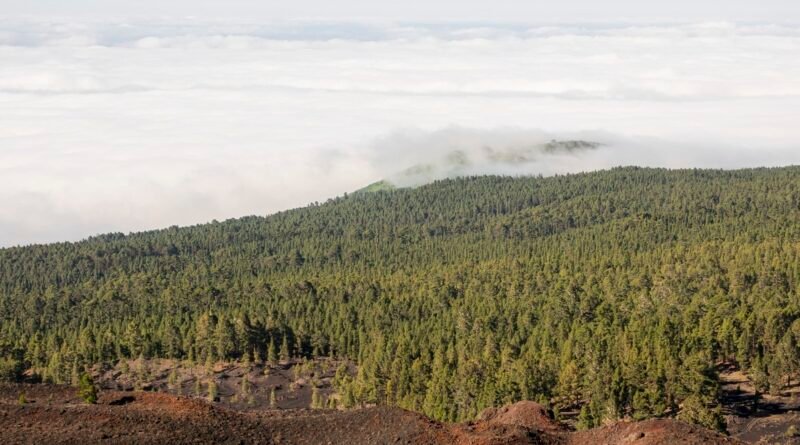 América Latina pode reflorestar 398 milhões de hectares