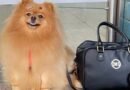 Criança autista ganha direito de andar com cão de suporte em condomínio