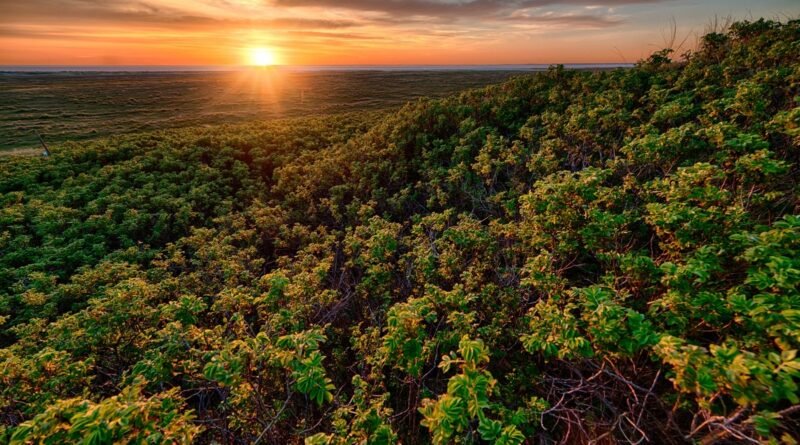 Ecora, certificadora de carbono, atuará em todos os biomas