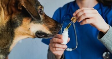 Curso capacita veterinários para prescrição de Cannabis