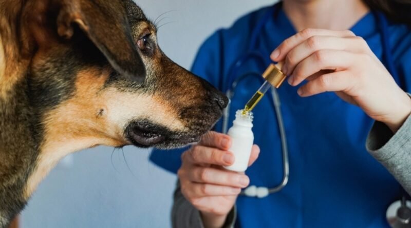 Curso capacita veterinários para prescrição de Cannabis