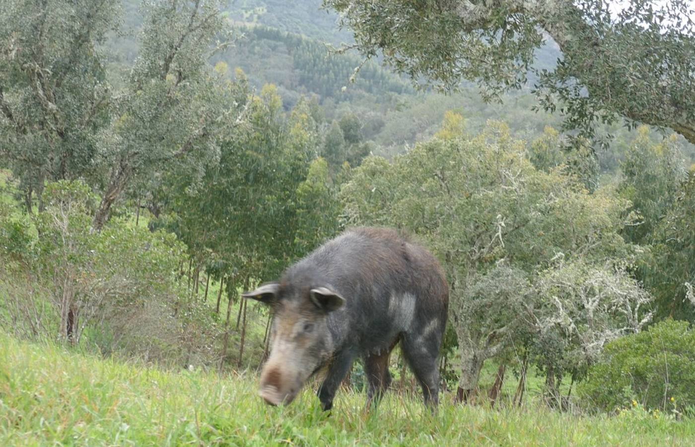 Produtores revelam o drama de lidar com javalis invasores