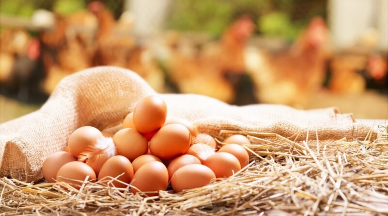 Giraffas reforça norma de uso obrigatório de ovos cage-free