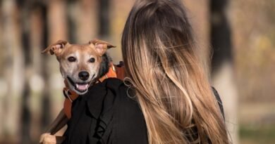 Grupo Colina dos Ipês lança plano funerário para animais de estimação