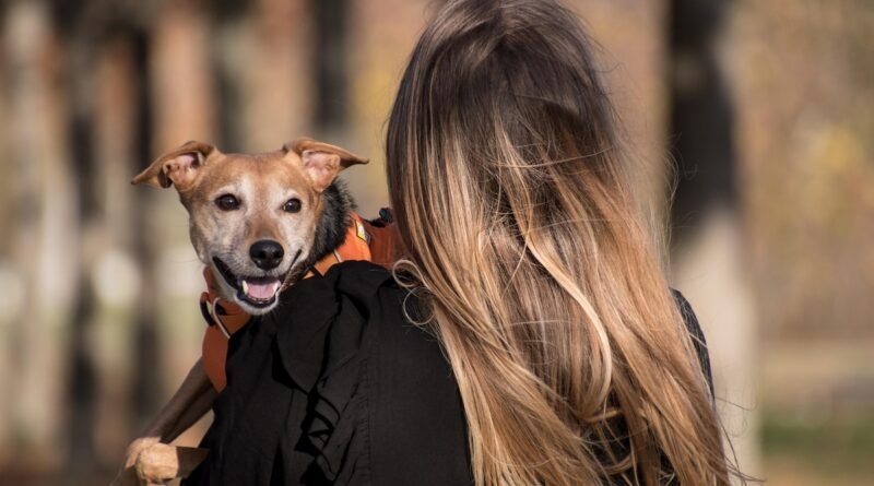 Grupo Colina dos Ipês lança plano funerário para animais de estimação