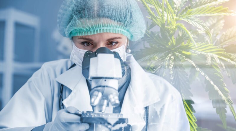 Acesso à Cannabis medicinal cresce e exige segurança