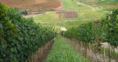 Projeto institucionaliza governança da vitivinicultura no RJ