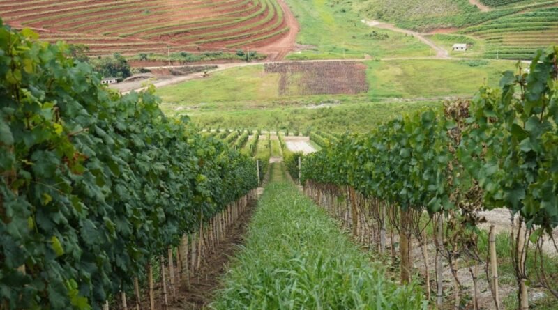 Projeto institucionaliza governança da vitivinicultura no RJ